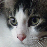 Kocurek Maine Coon