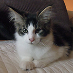 Kocurek Maine Coon