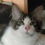 Kocurek Maine Coon