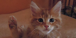 Kotka Maine Coon