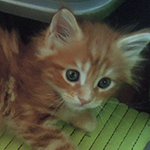 Kotka Maine Coon