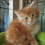 Kotka Maine Coon