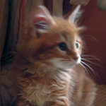 Kotka Maine Coon