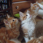 Kotka Maine Coon