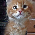 Kotka Maine Coon