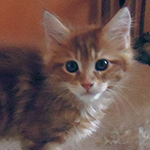 Kotka Maine Coon