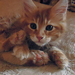 Kotka Maine Coon