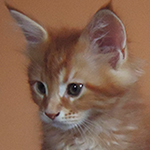Kotka Maine Coon