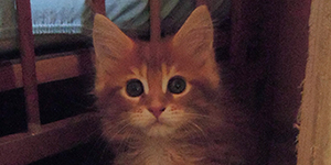 Kocurek Maine Coon