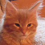 Kocurek Maine Coon