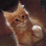 Kocurek Maine Coon