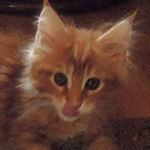 Kocurek Maine Coon