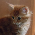 Kocurek Maine Coon