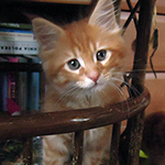 Kocurek Maine Coon
