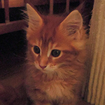 Kocurek Maine Coon