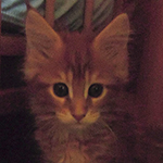 Kocurek Maine Coon