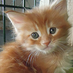 Kocurek Maine Coon