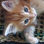 Kocurek Maine Coon