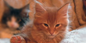 Kocurek Maine Coon