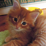 Kocurek Maine Coon