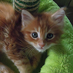 Kocurek Maine Coon