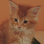 Kocurek Maine Coon