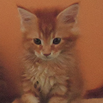Kocurek Maine Coon