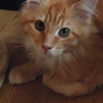 Kocurek Maine Coon
