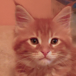 Kocurek Maine Coon