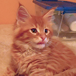 Kocurek Maine Coon