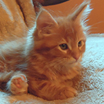 Kocurek Maine Coon