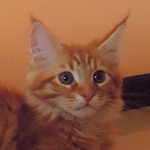 Kocurek Maine Coon