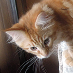 Kocurek Maine Coon