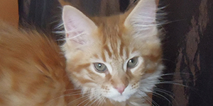 Kocurek Maine Coon