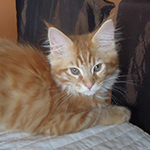 Kocurek Maine Coon