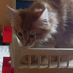 Kocurek Maine Coon
