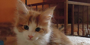 Kotka Maine Coon