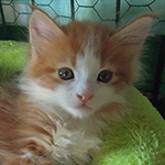 Kotka Maine Coon