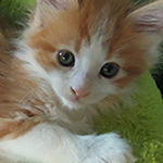 Kotka Maine Coon