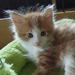 Kotka Maine Coon