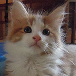 Kotka Maine Coon