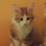 Kotka Maine Coon