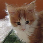 Kotka Maine Coon