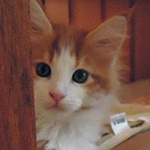 Kotka Maine Coon