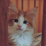 Kotka Maine Coon