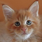Kocurek Maine Coon