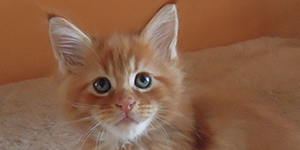 Kocurek Maine Coon