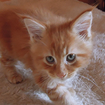 Kocurek Maine Coon