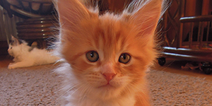 Kocurek Maine Coon
