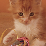 Kocurek Maine Coon